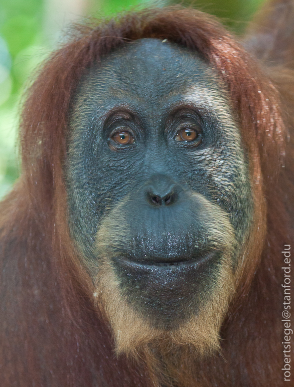 orangutan